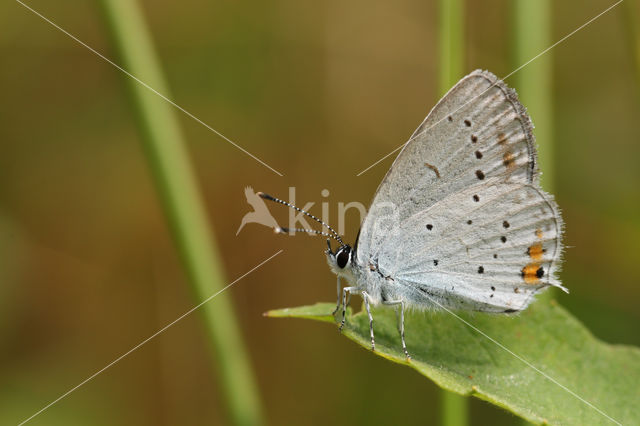 Short-tailed Blue (Cupido argiades)