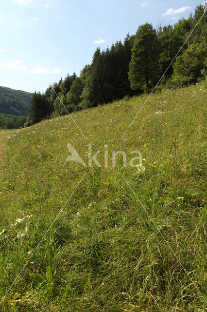 chalk grassland