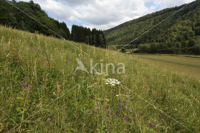 chalk grassland