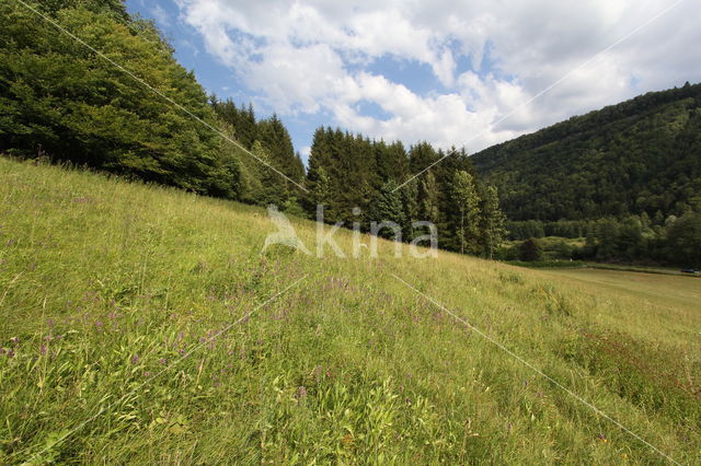 chalk grassland