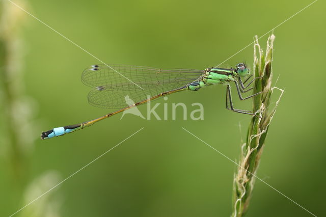 Blue-tailed Damselfly (Ischnura elegans)