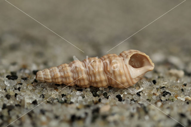 Small Needle-whelk (Bittium reticulatum)