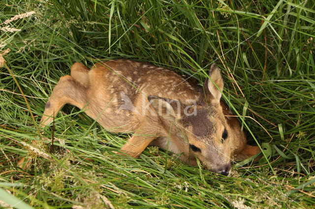 Roe Deer (Capreolus capreolus)