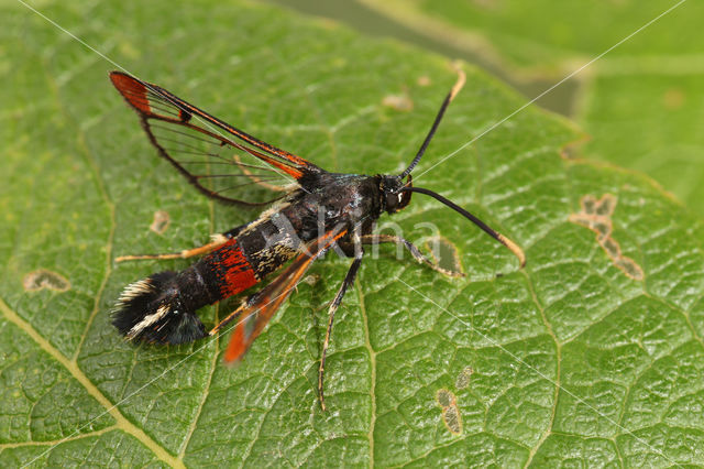 wilgenwespvlinder (Synanthedon formicaeformis)