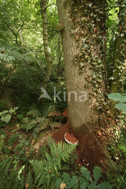 Platte tonderzwam (Ganoderma lipsiense)