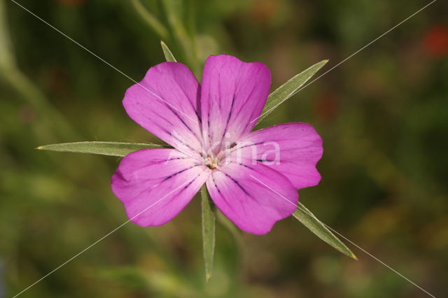 Corncockle (Agrostemma githago)
