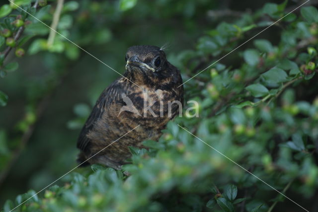 Merel (Turdus merula)