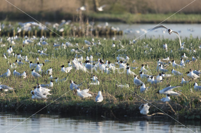 Zwartkopmeeuw (Larus melanocephalus)