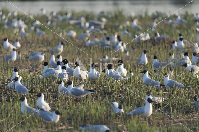 Mediterranean Gull (Larus melanocephalus)