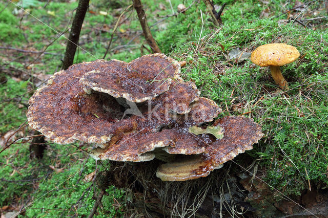 Houtboleet (Pulveroboletus lignicola)