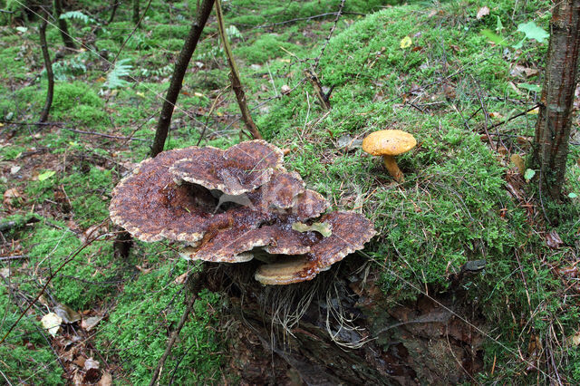 Houtboleet (Pulveroboletus lignicola)