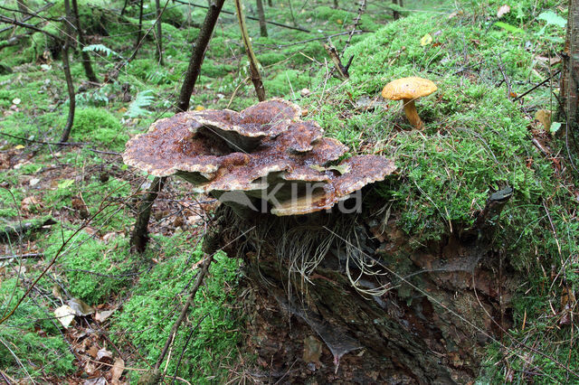 Houtboleet (Pulveroboletus lignicola)