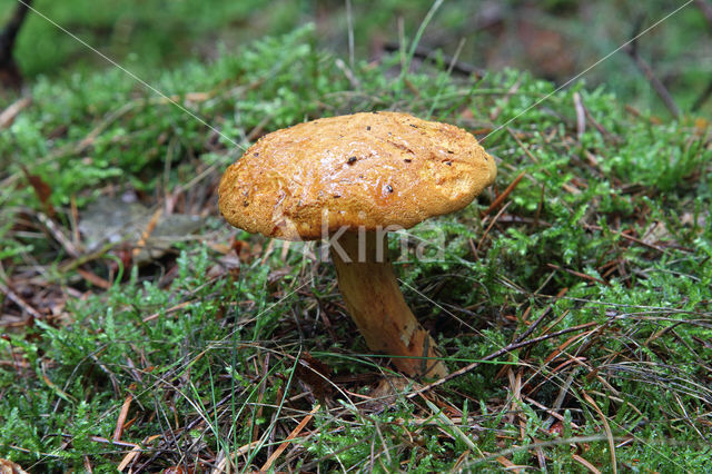 Pulveroboletus lignicola