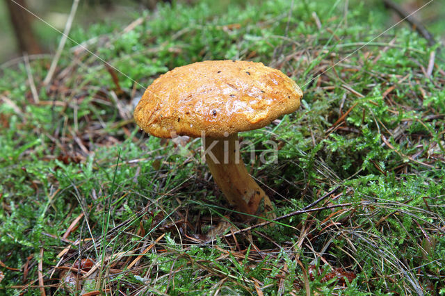 Pulveroboletus lignicola