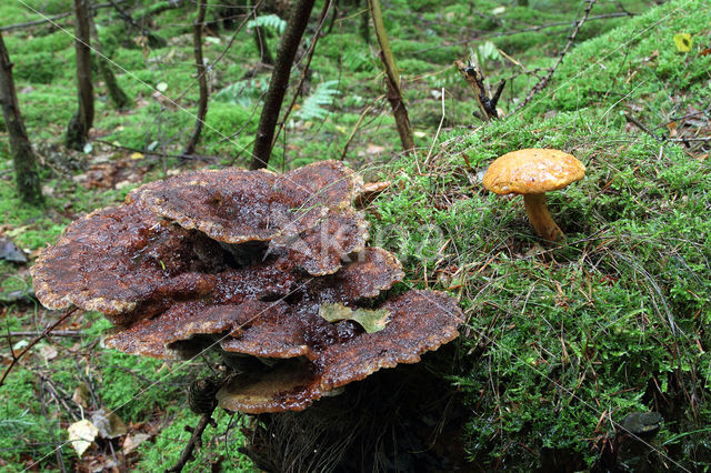 Pulveroboletus lignicola