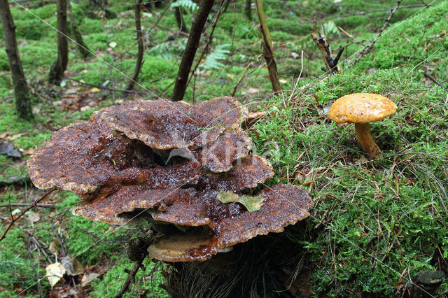 Pulveroboletus lignicola