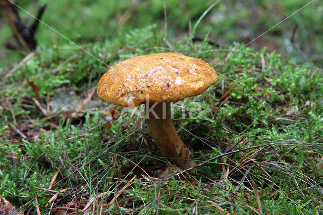 Houtboleet (Pulveroboletus lignicola)