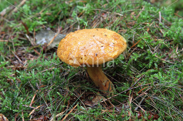 Houtboleet (Pulveroboletus lignicola)