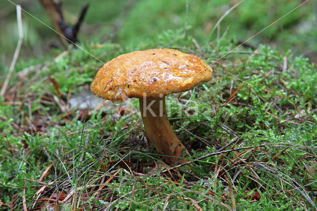 Pulveroboletus lignicola