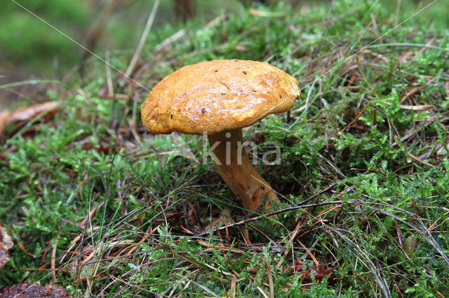 Houtboleet (Pulveroboletus lignicola)