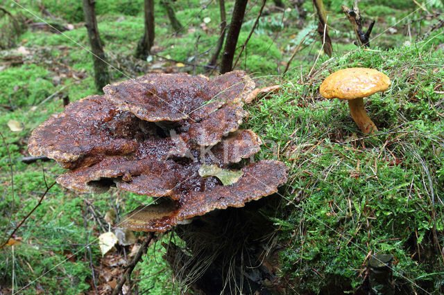 Pulveroboletus lignicola