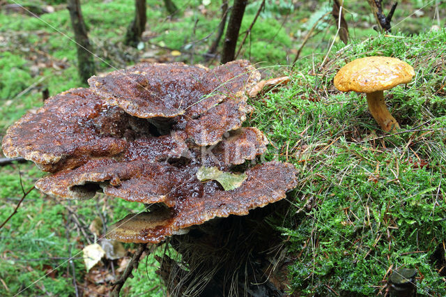 Houtboleet (Pulveroboletus lignicola)