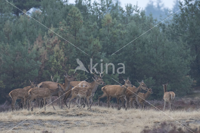 Red Deer (Cervus elaphus)