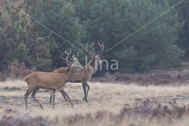 Red Deer (Cervus elaphus)