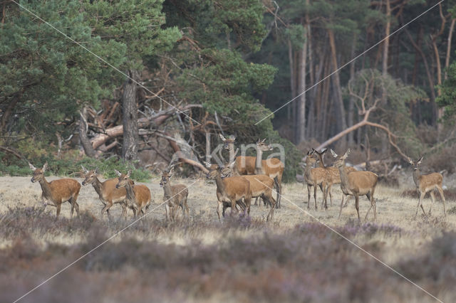 Red Deer (Cervus elaphus)