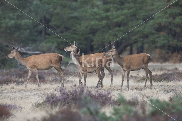 Red Deer (Cervus elaphus)