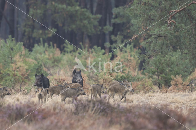 Wild Boar (Sus scrofa)