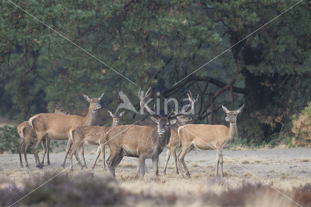 Red Deer (Cervus elaphus)