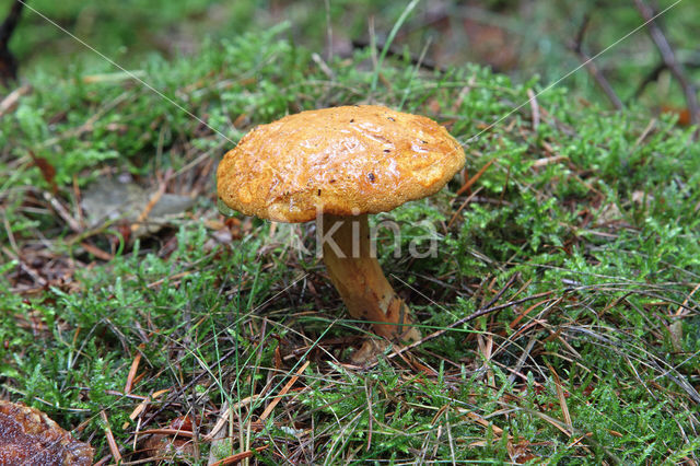 Pulveroboletus lignicola