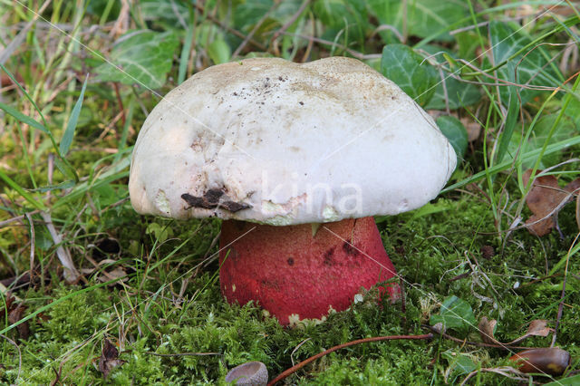 Fraaie roodnetboleet (Boletus splendidus)