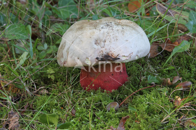 Fraaie roodnetboleet (Boletus splendidus)