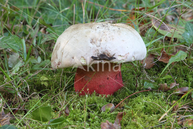 Boletus splendidus