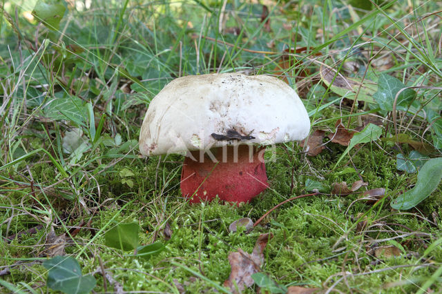 Boletus splendidus