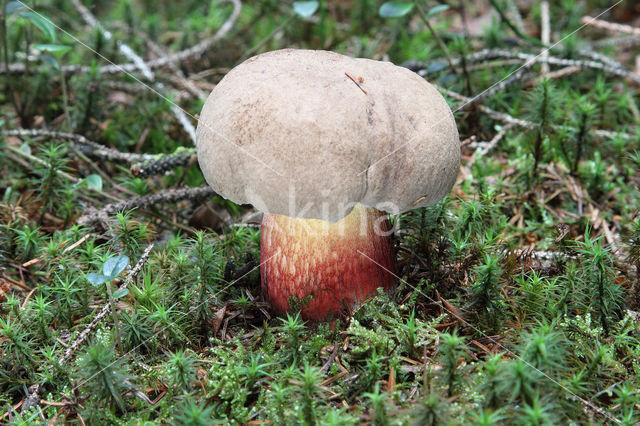 Pronksteelboleet (Boletus calopus)