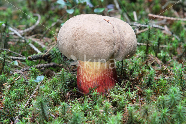 Pronksteelboleet (Boletus calopus)