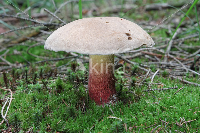 Pronksteelboleet (Boletus calopus)