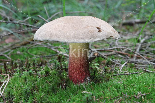 Pronksteelboleet (Boletus calopus)