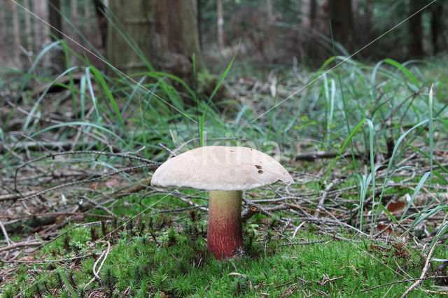 Pronksteelboleet (Boletus calopus)