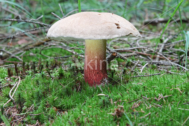 Pronksteelboleet (Boletus calopus)