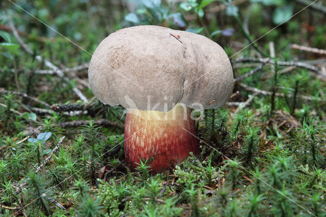 Pronksteelboleet (Boletus calopus)