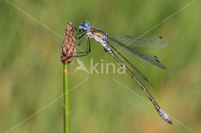 Tangpantserjuffer (Lestes dryas)