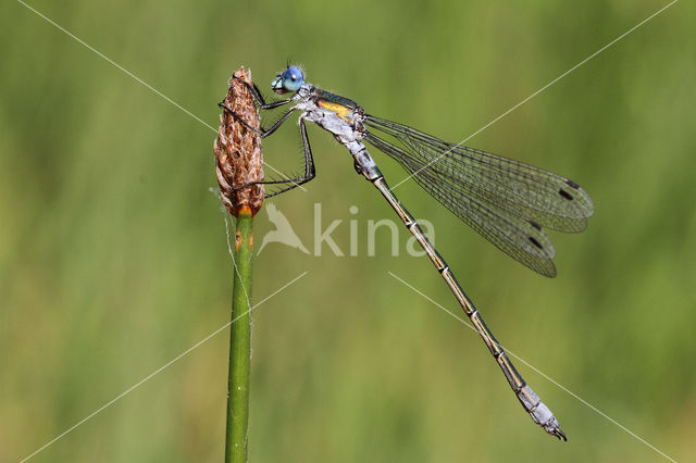 Scarce Emerald Damselfly (Lestes dryas)