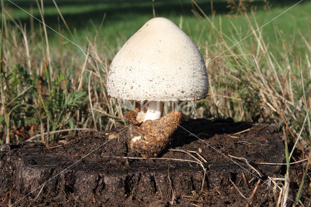 Rosegill (Volvariella bombycina)