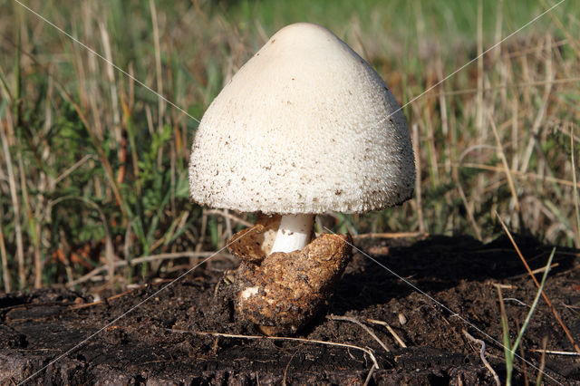 Zijdeachtige beurszwam (Volvariella bombycina)