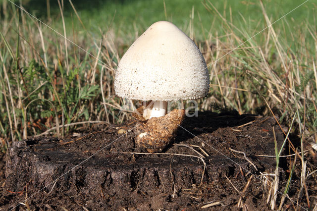 Zijdeachtige beurszwam (Volvariella bombycina)