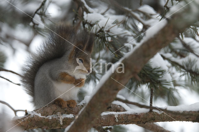 Eekhoorn (Sciurus vulgaris)